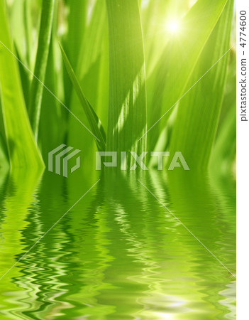 Green background Green background 4774600