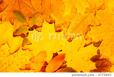 Autumn leaves 4774843