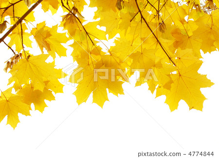 Leafs of a maple Leafs of a maple 4774844