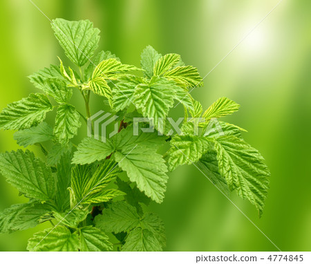Leaves of a raspberry Leaves of a raspberry 4774845