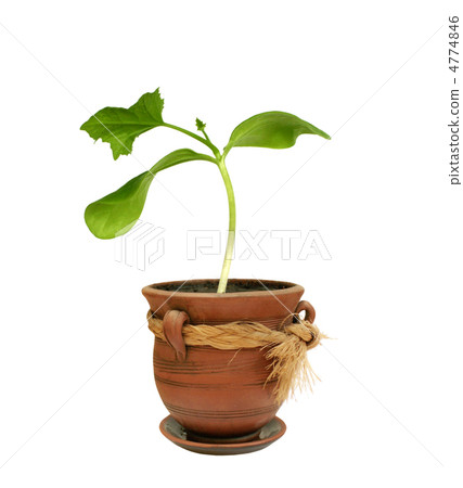Small plant in a clay pot Small plant in a clay pot 4774846