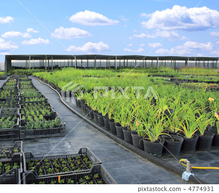 Market of plants 4774931