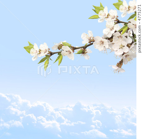 Flowers of cherry 4775271