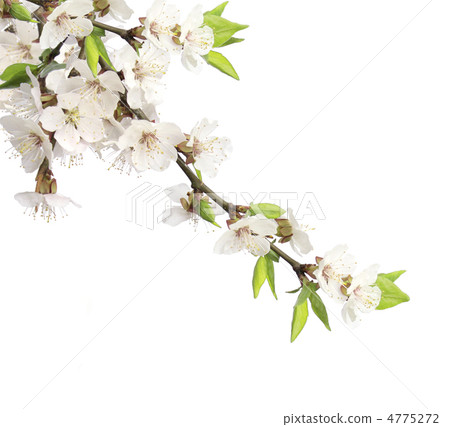Flowers of cherry 4775272
