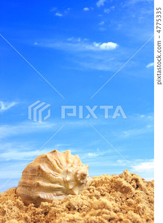 Shell on sand Shell on sand 4775335