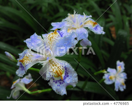 Flowers of Shaga 4776985