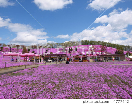 北海道大森町東Mokoto Shiba櫻花公園 4777442