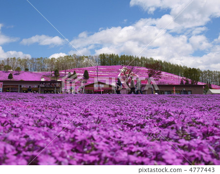 北海道大森町東Mokoto Shiba櫻花公園 4777443