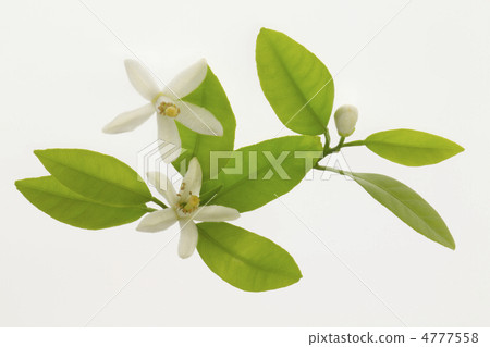 橘子花 4777558