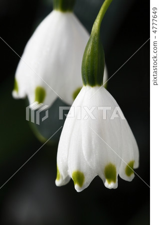 Suzuran Narcissus Suzuran Narcissus 4777649
