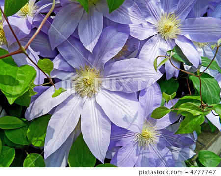 Clematis 4777747