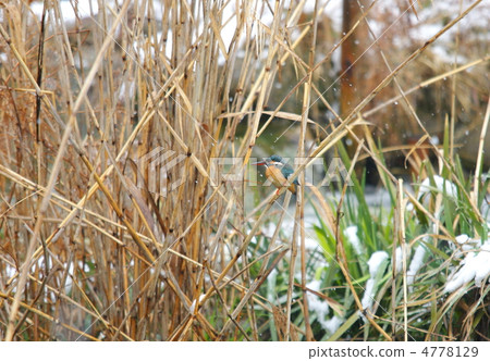 Kingfisher of a snowy day 4778129