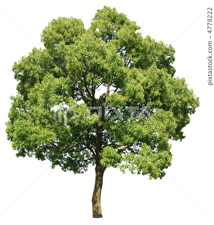 Camphor tree 4778222