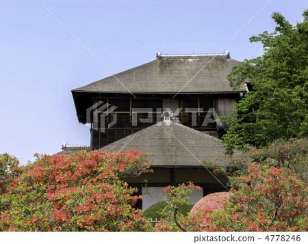 霧島杜鵑花和Yoshimunei（側切） 4778246