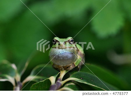 青蛙吹了這首歌 青蛙吹了這首歌 4778377