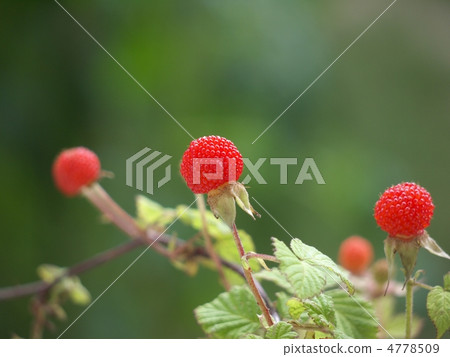 野草莓 4778509
