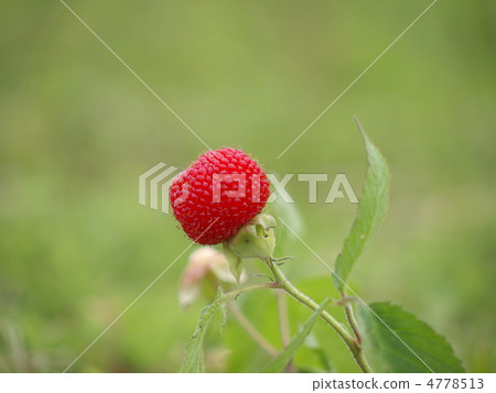 野草莓 4778513
