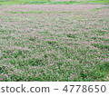  Flower garden 4778650