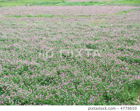 Flower garden Flower garden 4778650