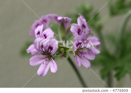 Odor geranium flowers 4778809