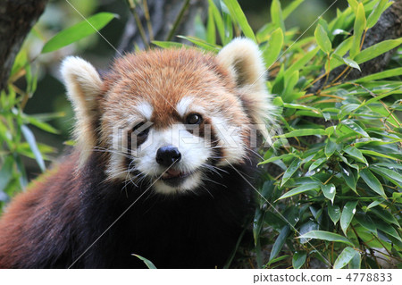 小熊貓 4778833