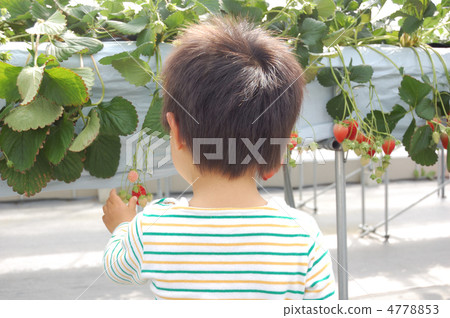 草莓採摘 4778853