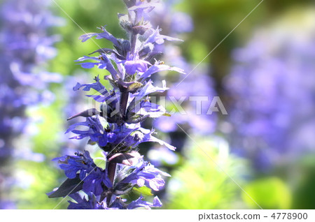 Ajga · reptans 4778900