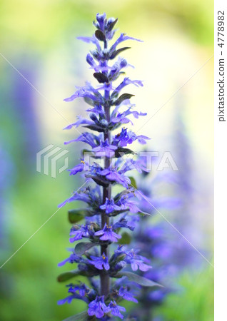 Ajga · reptans 4778982