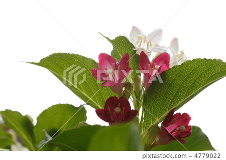 Hakoneutsugi 4779022