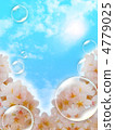 Cherry blossoms in bloom and soap bubbles 4779025