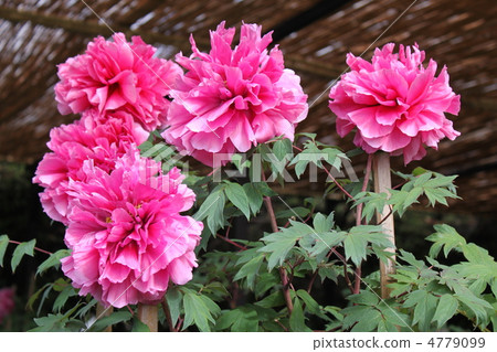 Ootomi牡丹(粉色) Ootomi牡丹(粉色) 4779099