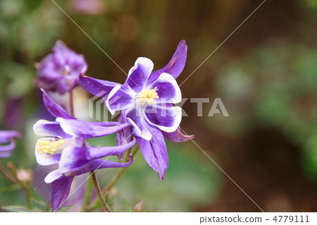 西方智慧穿 4779111