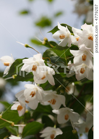 White flowers of Egonoki 4779207