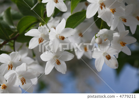 White flowers through the eggplant White flowers through the eggplant 4779211
