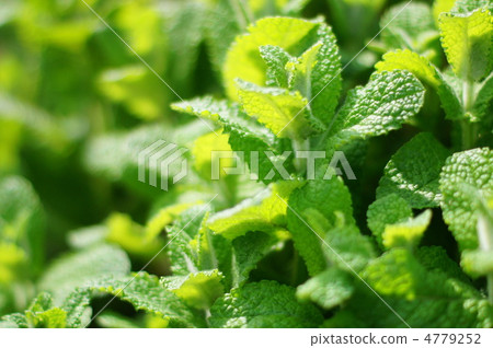 Apple Mint (Herb): Maruba Heavy Load Apple Mint (Herb): Maruba Heavy Load 4779252