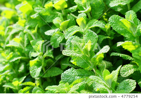 Apple Mint (Herb): Maruba Heavy Load Apple Mint (Herb): Maruba Heavy Load 4779254