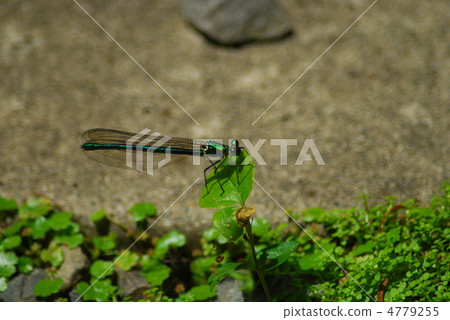 Dragonfly holiday Dragonfly holiday 4779255