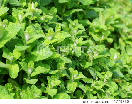 Apple Mint (Herb): Maruba Heavy Load Apple Mint (Herb): Maruba Heavy Load 4779260