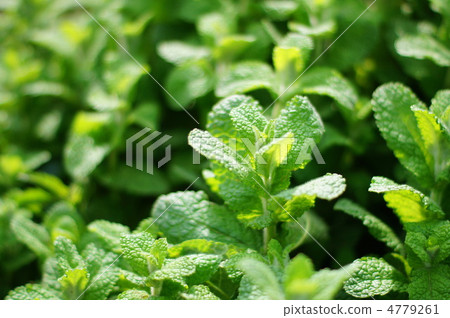 Apple Mint（Herb）：Maruba Heavy Load 4779261