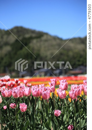 Tulip (Catherine Maria Theresa) Tulip (Catherine Maria Theresa) 4779303
