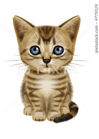 美國短髮 4779329