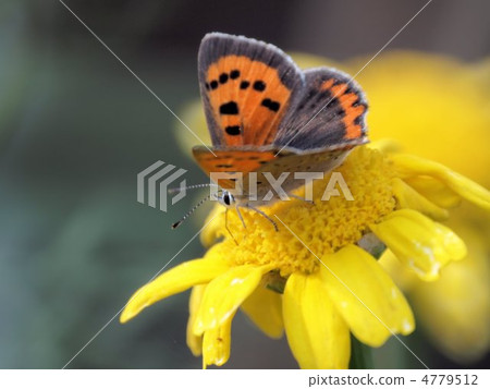Flower of Shunki and bluefin tuna (close-up) Flower of Shunki and bluefin tuna (close-up) 4779512