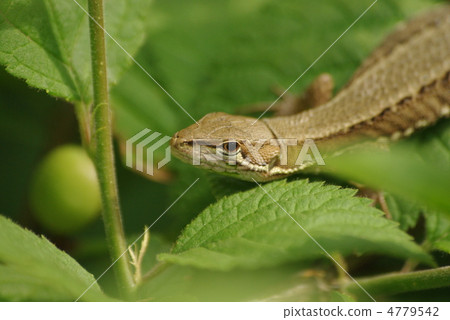 A flying squirrel that snows on the leaves of Yuslaume 4779542