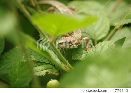 A flying squirrel that snows on the leaves of Yuslaume 4779543