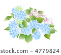 hydrangea   4779824