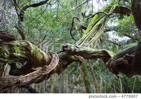 Mount Kurama 4779907