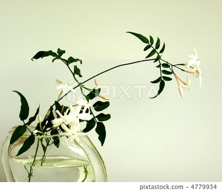 在花瓶的茉莉花，白色背景 4779934