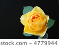 Yellow rose black background 4779944