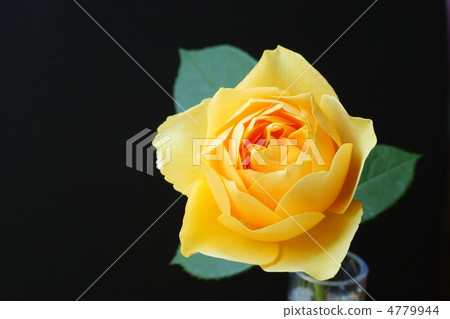 Yellow rose black background 4779944