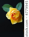 Yellow rose black background 4779945
